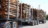 Pulp logs on a truck