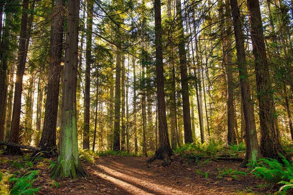 Forest on Vancouver Island