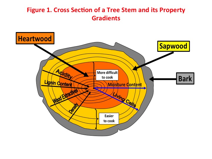 Figure 1: Cross-section of a tree stem and its property gradients. Photo: Augusto Quinde