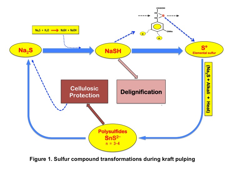 Figure 1. Sulfur compound transformations during kraft pulping